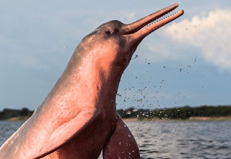 Delfin Rosado